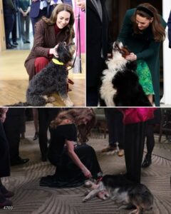 She Forgot the Cameras, the Crown — and Followed Her Heart  Catherine stunned royal watchers when she paused a formal event to pet a dog, sharing a spontaneous, joyful exchange no one could script